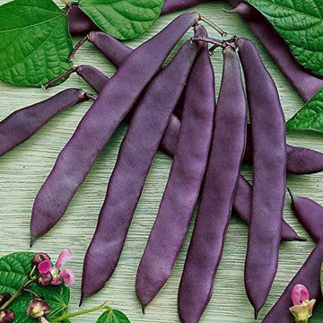 Bean Seeds – Purple Stallard