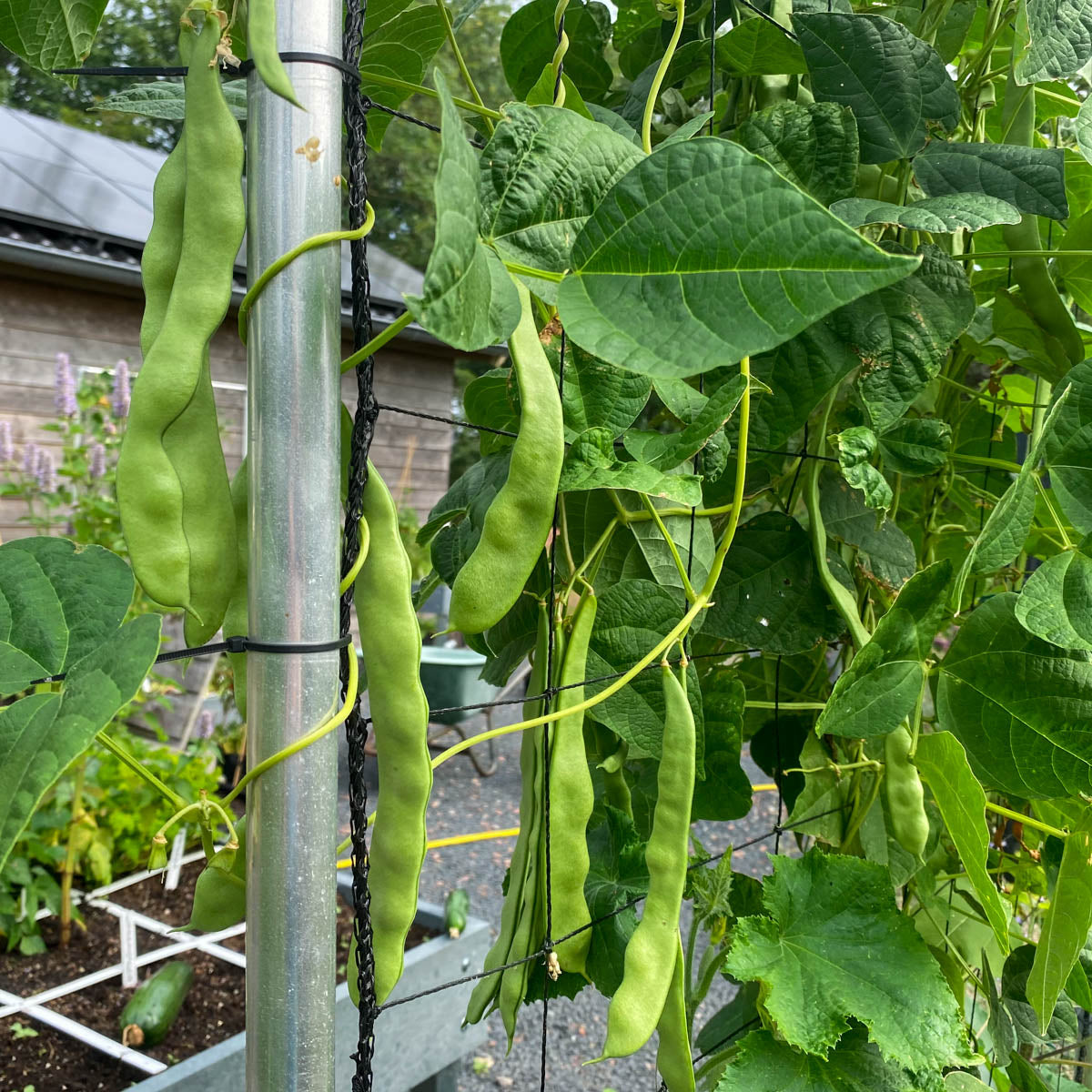 Bean Seeds – Romano Pole
