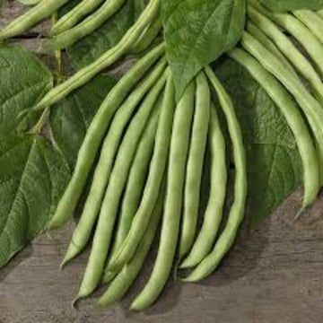 Bean Seeds – Standard