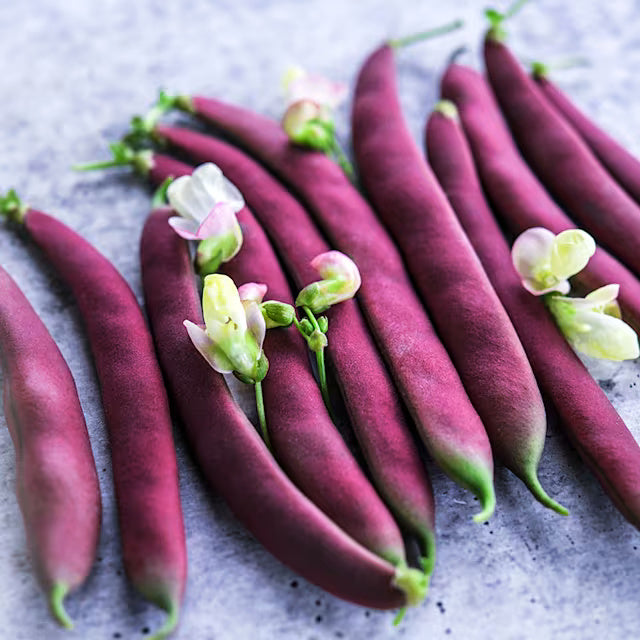 Bean Seeds – Swan Bush