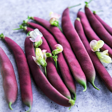 Bean Seeds – Swan Bush