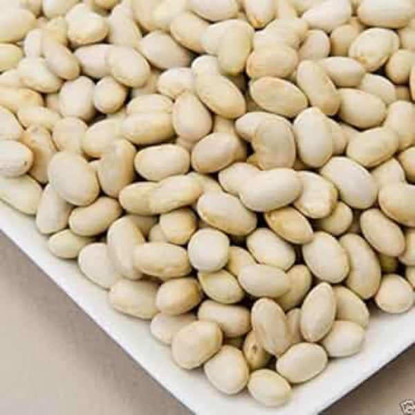 Bean Seeds – White Marrow