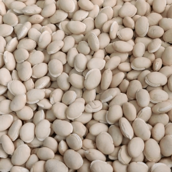 Bean Seeds – White Marrow