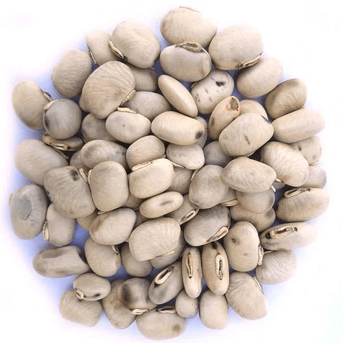 Bean Seeds – White Marrow