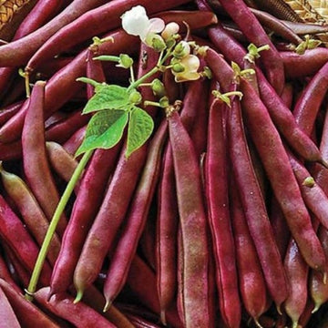 Bean Seeds – Swan Bush