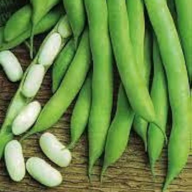 Bean Seeds – White Mogettes