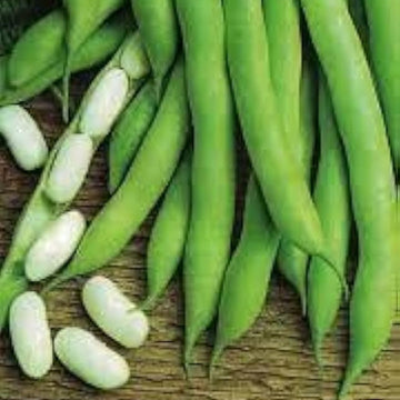 Bean Seeds – White Mogettes