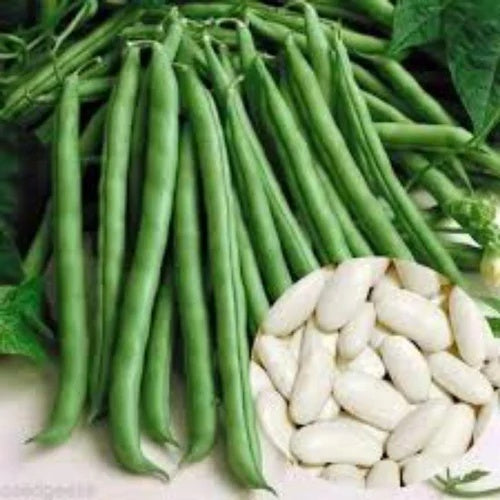 Bean Seeds – White Mogettes