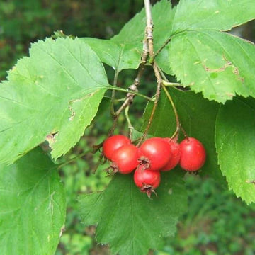 Bearberry Seeds- Arctostaphylos