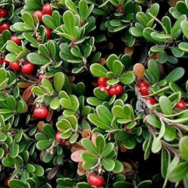 Bearberry Seeds- Arctostaphylos