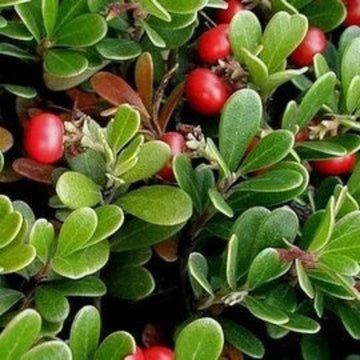 Bearberry Seeds- Arctostaphylos