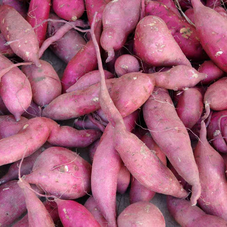Beauregard Sweet Potato Seeds - Vegetable Plant