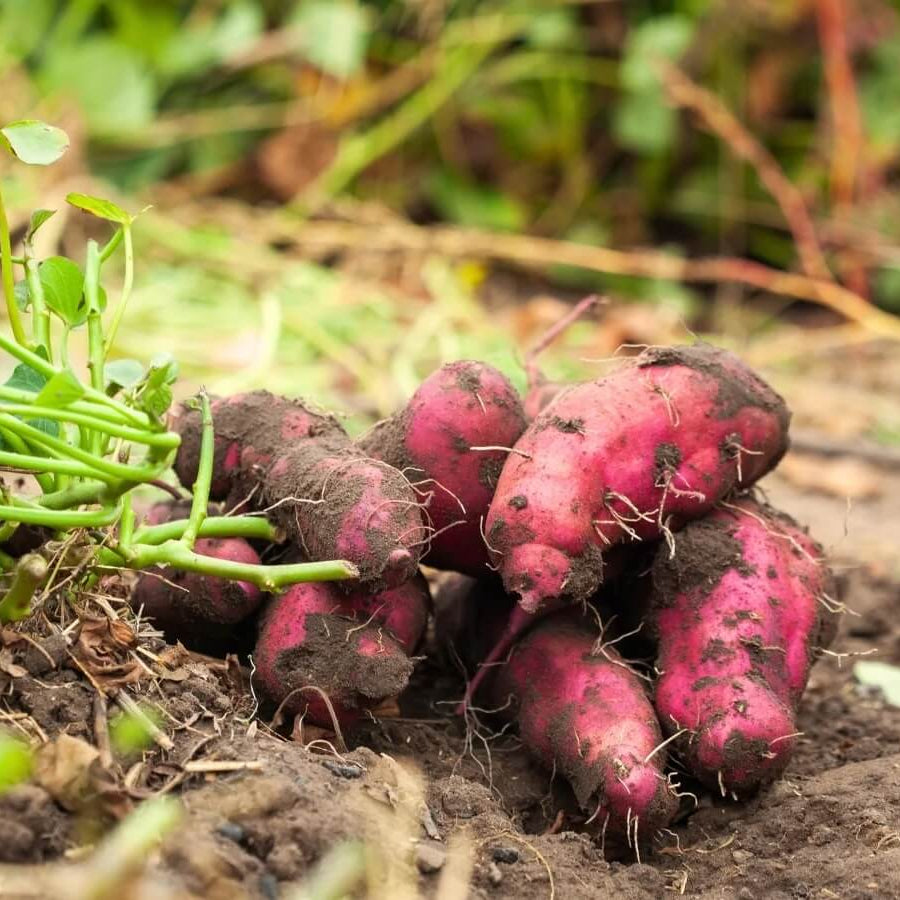 Beauregard Sweet Potato Seeds - Vegetable Plant