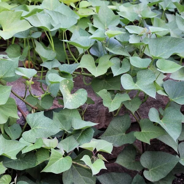 Beauregard Sweet Potato Seeds - Vegetable Plant
