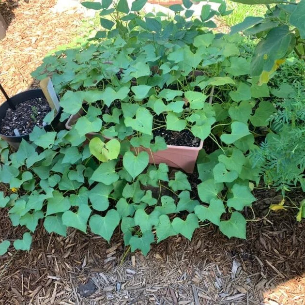Beauregard Sweet Potato Seeds - Vegetable Plant