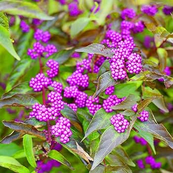 Beautyberry Seeds – American
