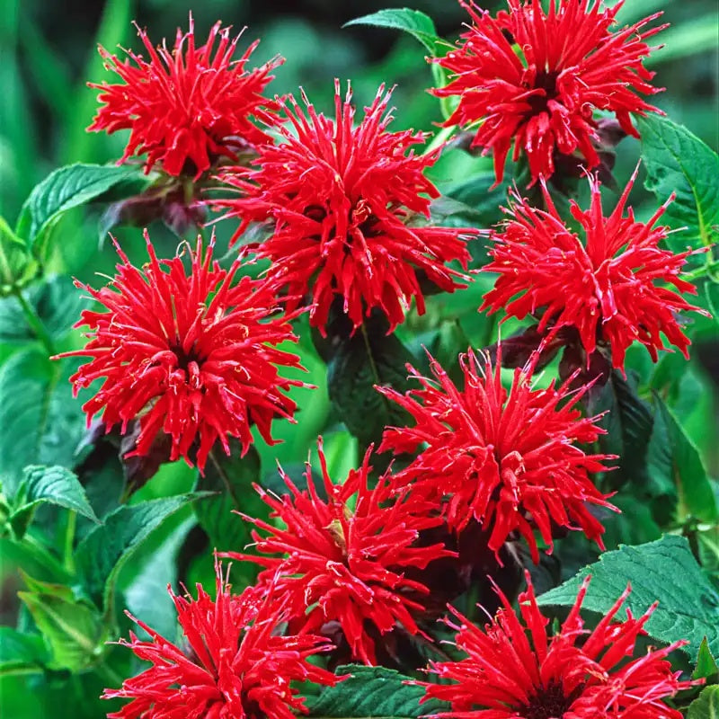 Bee Balm Seeds
