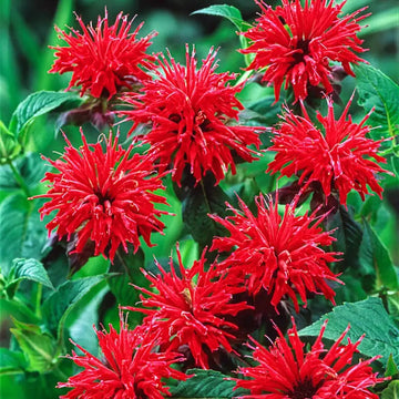 Bee Balm Seeds
