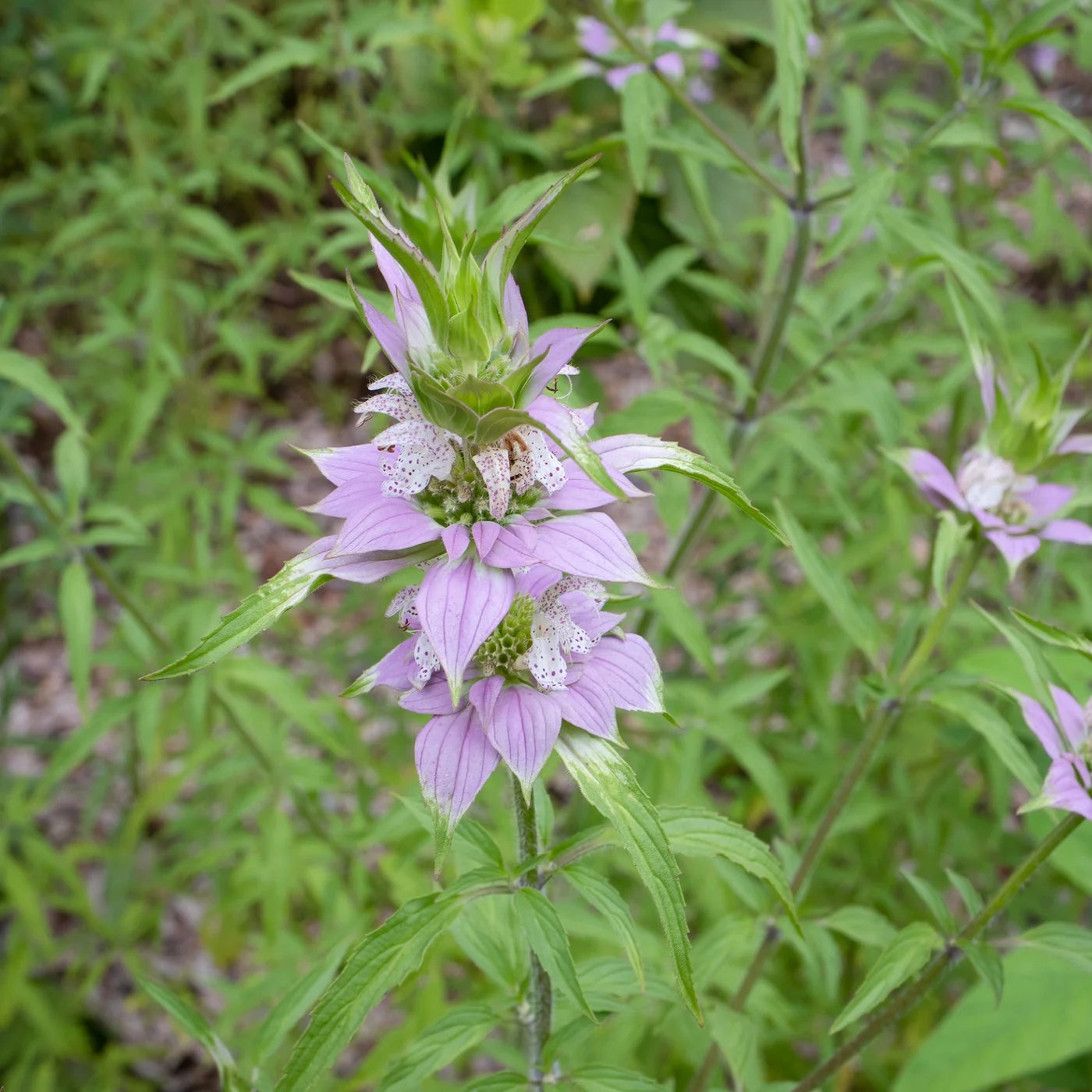 Bee Balm Seeds – Perennial Wildflower
