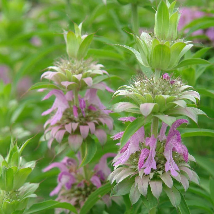 Bee Balm Seeds – Perennial Wildflower
