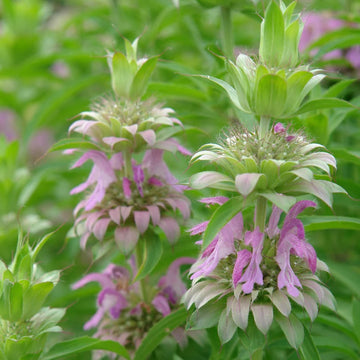 Bee Balm Seeds – Perennial Wildflower
