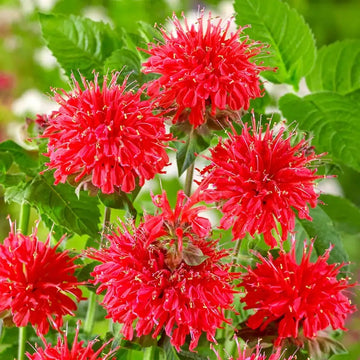 Bee Balm Seeds

