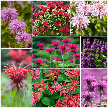 Bee Balm Seeds