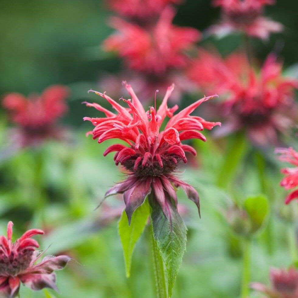 Bee Balm Seeds