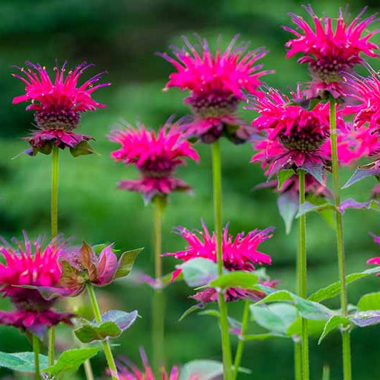 Bee Balm Seeds