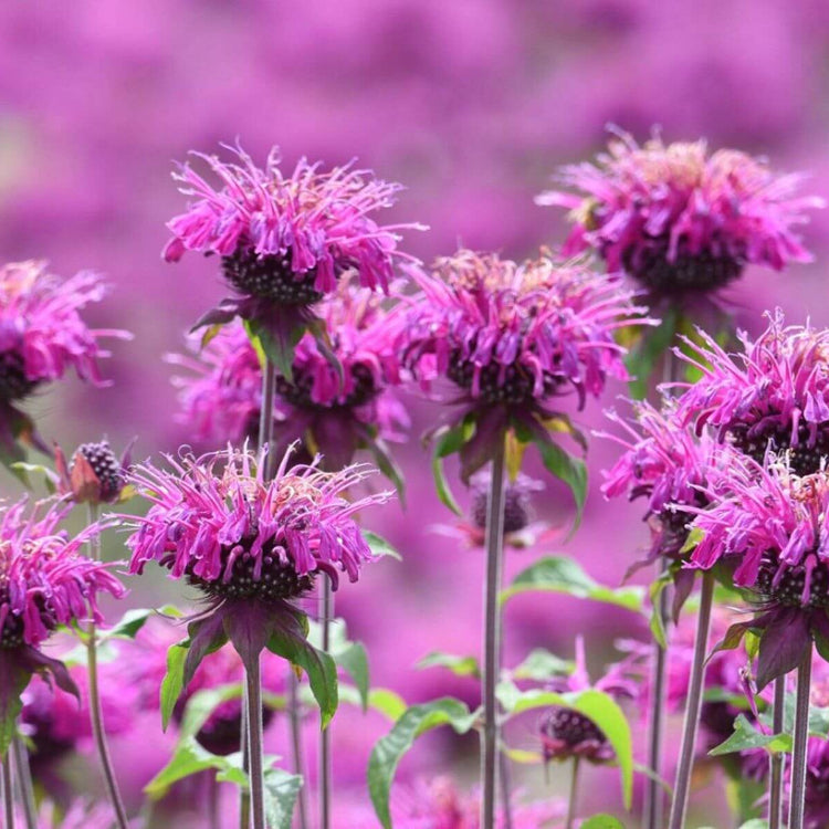 Bee Balm Seeds