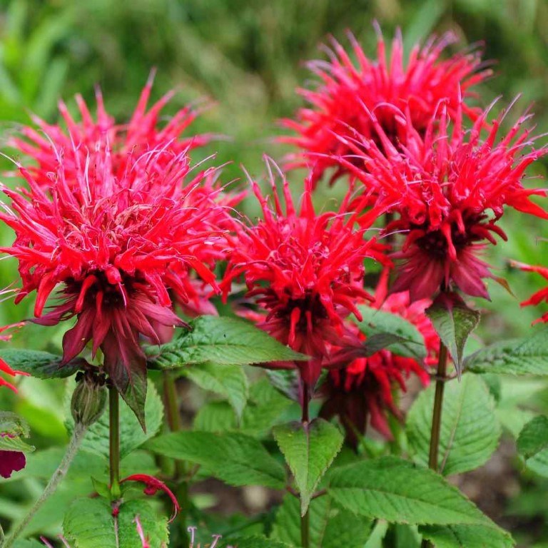 Bee Balm Seeds
