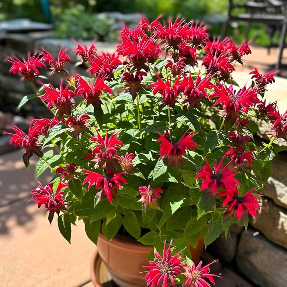 Bee Balm Seeds – Perennial Pollinator
