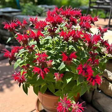 Bee Balm Seeds – Perennial Pollinator
