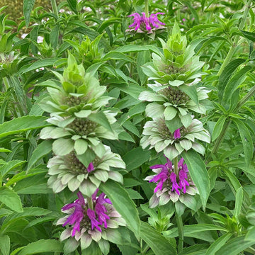 Bee Balm Seeds – Perennial Wildflower
