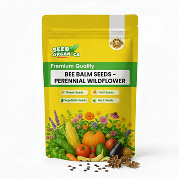 Bee Balm Seeds – Perennial Wildflower