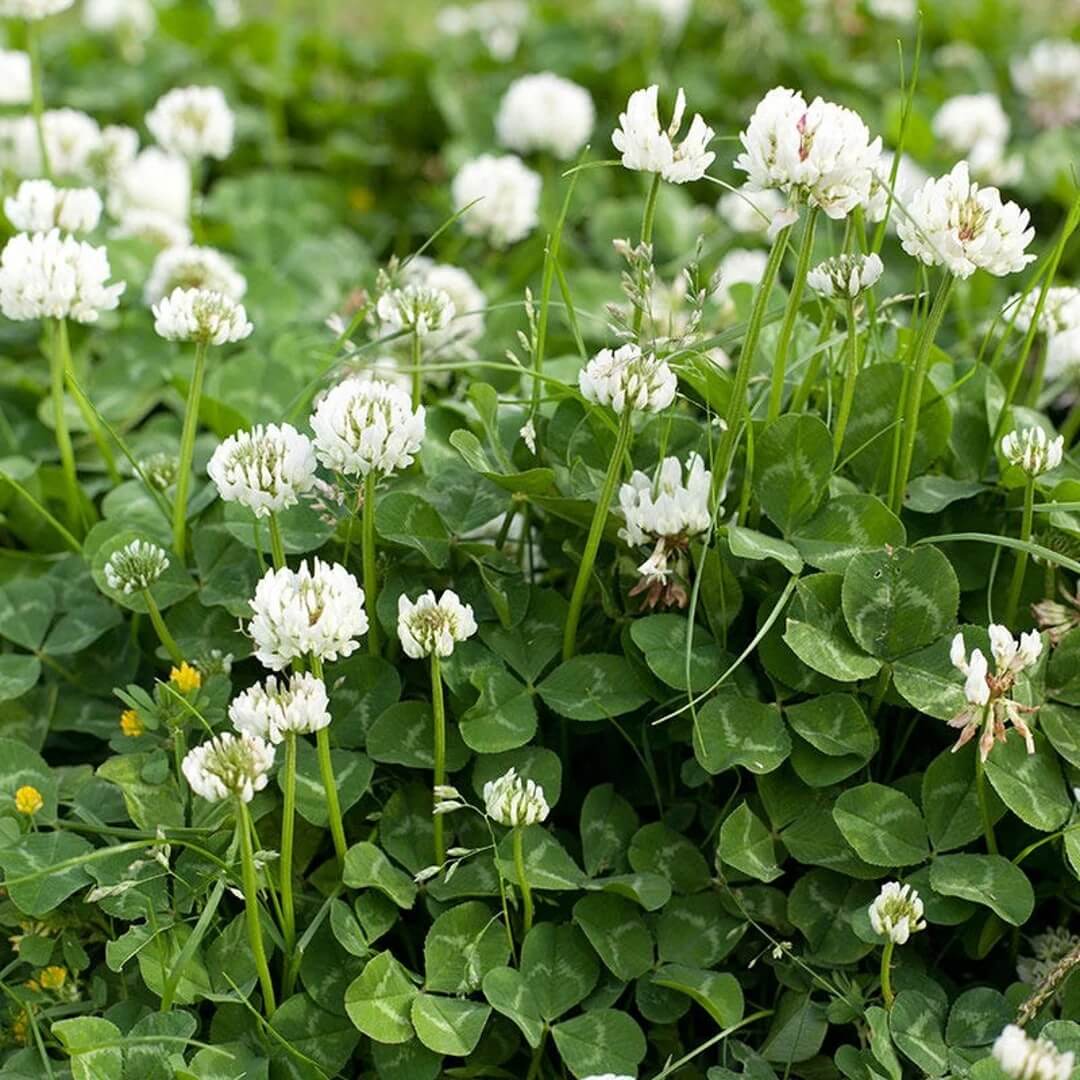 Bee Friendly Clover Seeds