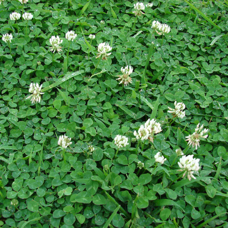 Bee Friendly Clover Seeds