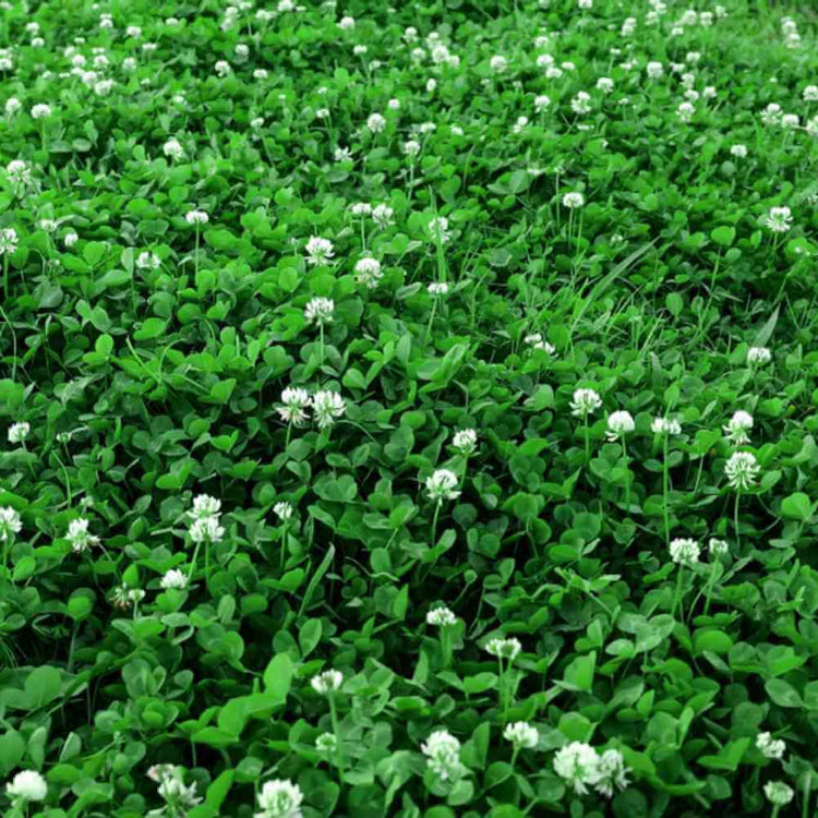 Bee Friendly Clover Seeds