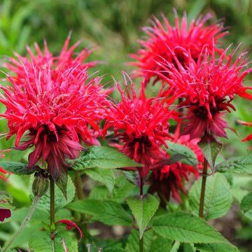 Beebalm Seeds – Scarlet
