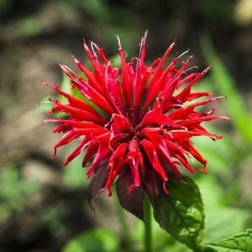 Beebalm Seeds – Scarlet
