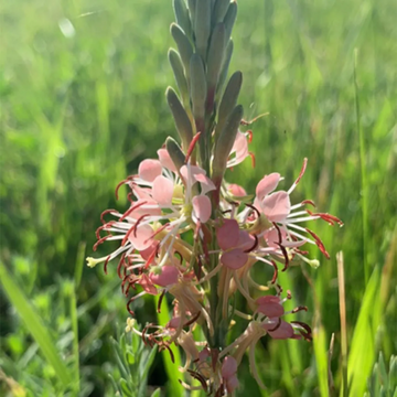 Beeblossom Seeds – Scarlet
