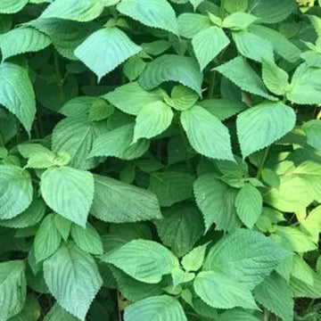 Beefsteak Plant Seeds – Perilla
