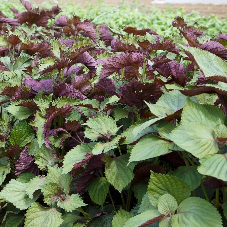 Beefsteak Plant Seeds