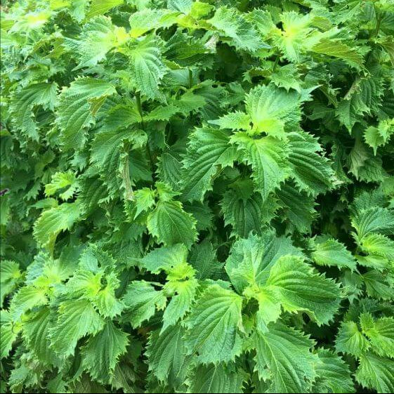 Beefsteak Plant Seeds