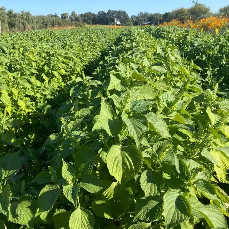 Beefsteak Plant Seeds
