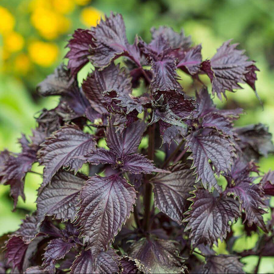 Beefsteak Plant Seeds