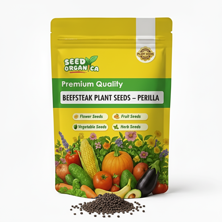 Beefsteak Plant Seeds – Perilla
