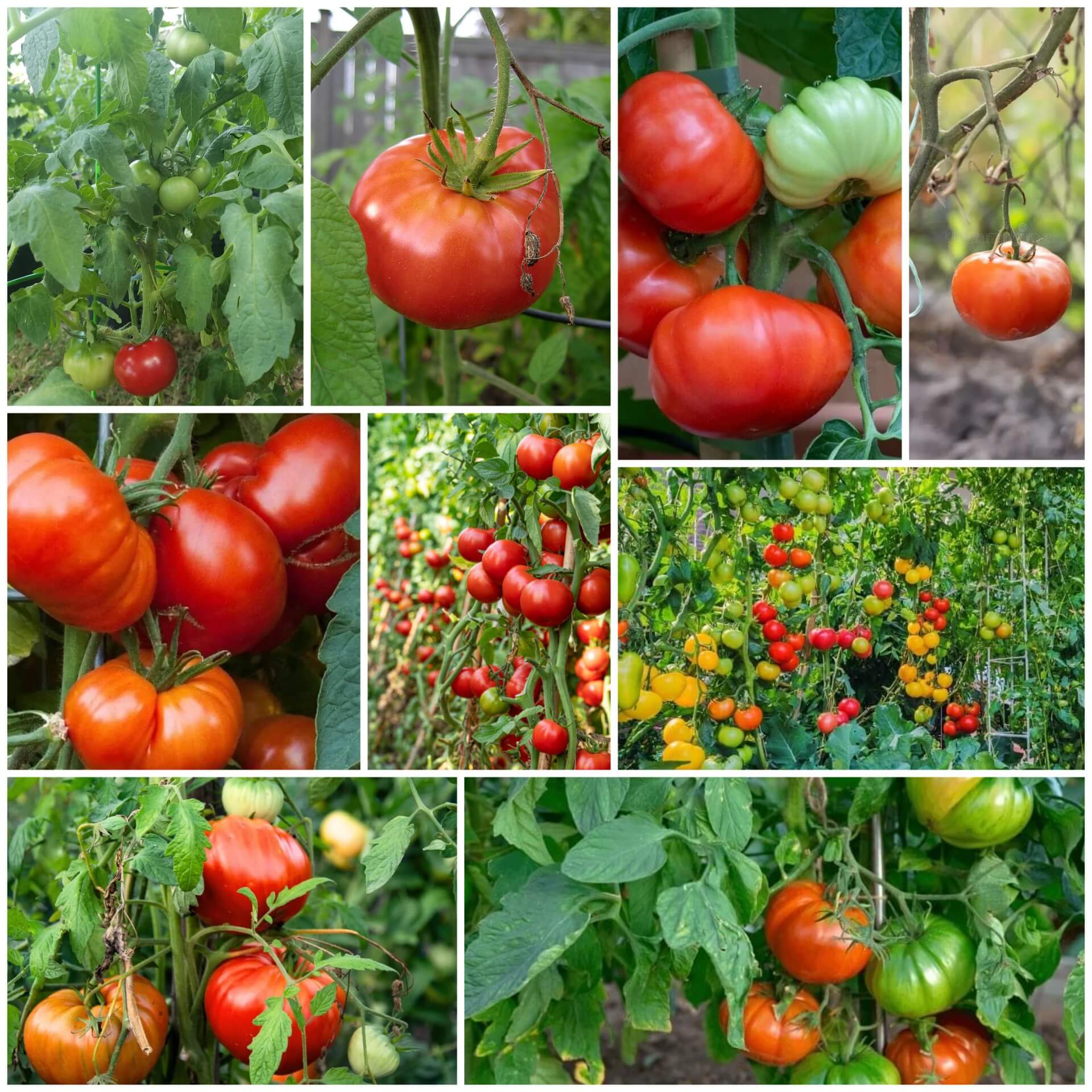 Beefsteak Tomato Seeds - All In One For Home Gardens