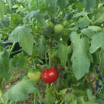 Beefsteak Tomato Seeds - All In One For Home Gardens