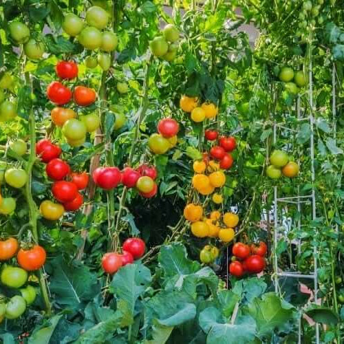 Beefsteak Tomato Seeds - All In One For Home Gardens